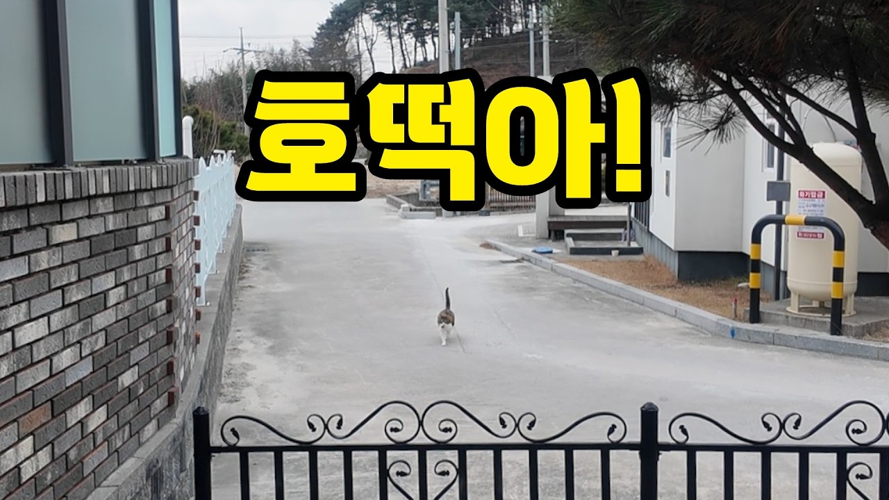 고양이는 세상 모두가 자기를 사랑해 주길 원하지 않는다