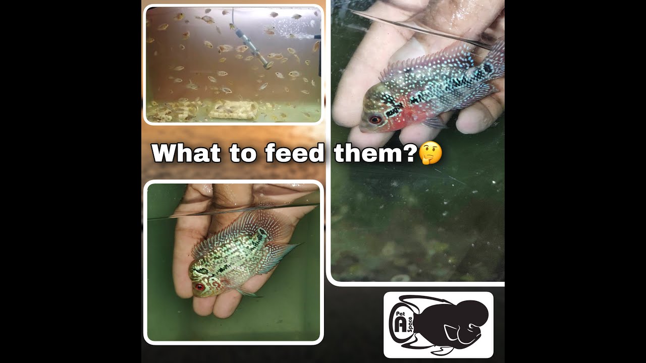 Flowerhorn fry food | What to feed baby Flowerhorn - Beginners guide