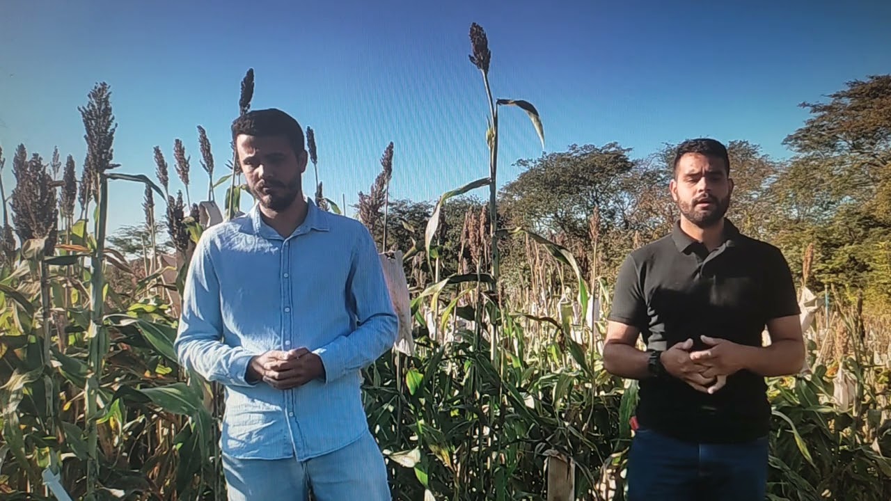 Método Bulk aplicado no melhoramento Sorgo (Sorghum Bicolor (L.) ).