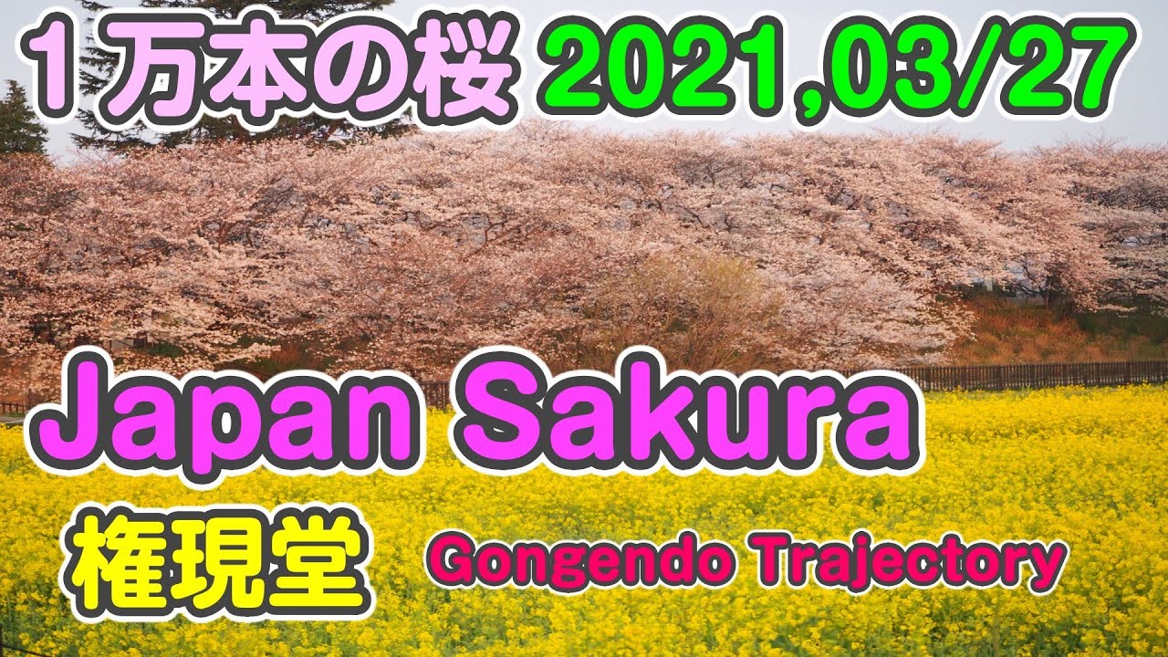 2021 桜 権現堂 4K Japan Cherry Blossom Gongendo Trajectory Japan Sakura　Японская сакура