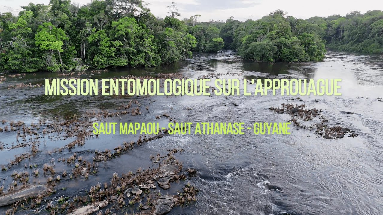 Mission entomologique sur l'Approuague - GUYANE