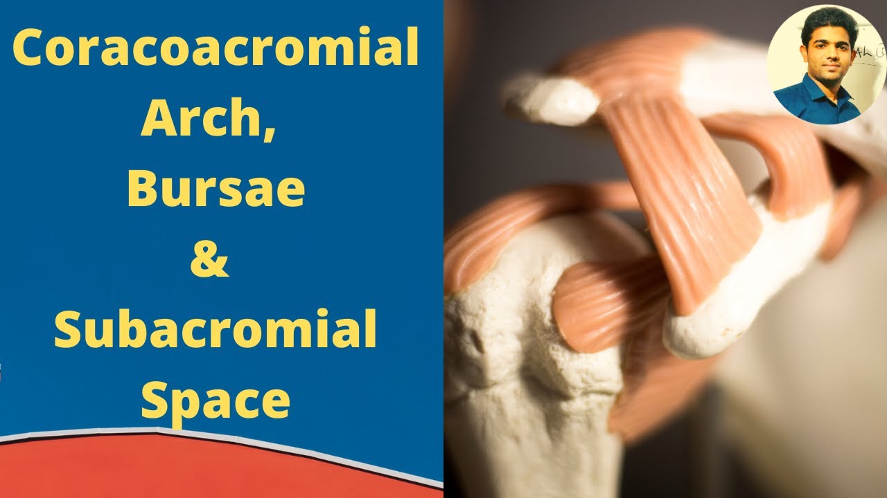 Coracoacromial arch, Bursae & Subacromial Space #Shoulder Joint( Part 3)