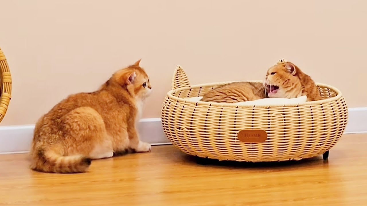 Nelson wanted to be friends with Rosie. 😍 Sweet Caramel is playing in the tunnel 