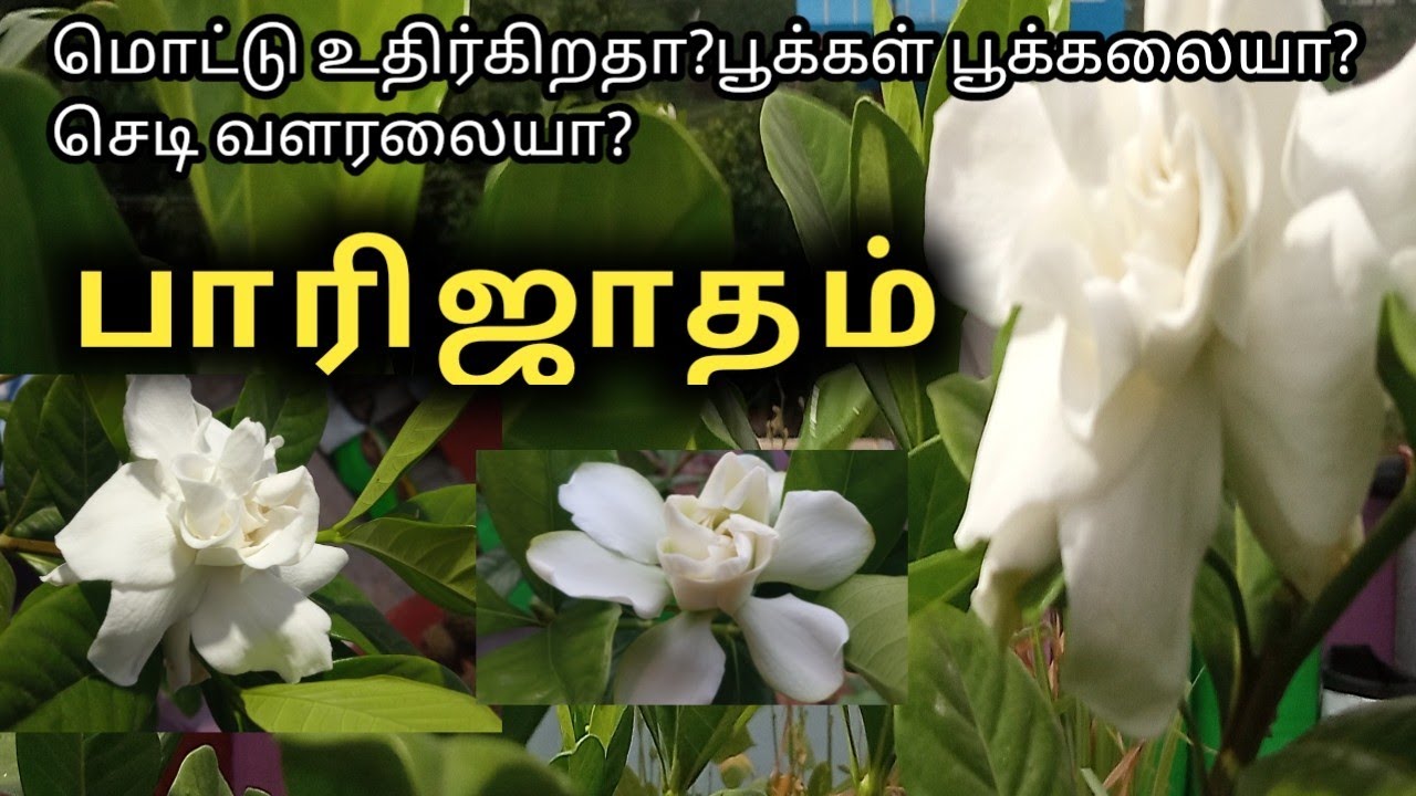 how to grow parijatham plant in tamil?பாரிஜாதம் செடி வளர்ப்பது எப்படி?#parijat_plant