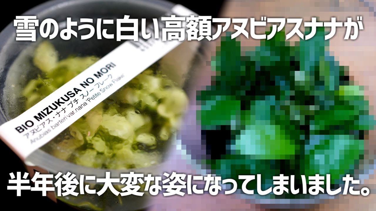 銀座でしか手に入らない陰性水草と真っ白なアヌビアスの半年後の姿が衝撃的。#338【アクアリウム】