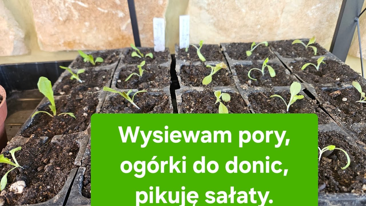 Wysiewam pory, ogórki do donic i pikuję sałaty.