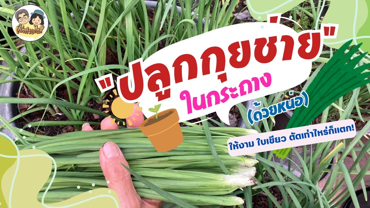 ปลูกกุยช่ายในกระถางง่ายนิดเดียว! [ด้วยหน่อ] ให้งาม ใบเขียว ตัดเท่าไหร่ก็แตก! #ย่าปลูกอะไร EP 150