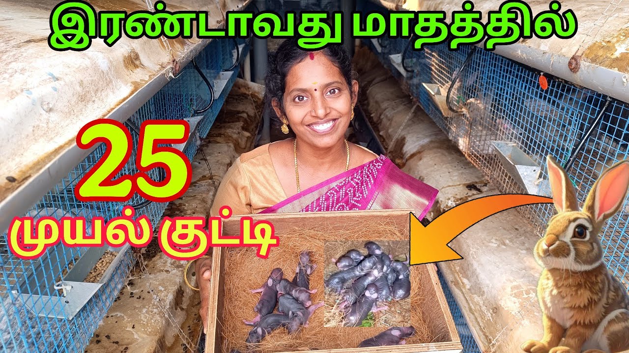 நம்ம முயல் பண்ணையில... கொடுக்க முடியாத அளவுக்கு Order வருது 😱 #karthikgowri