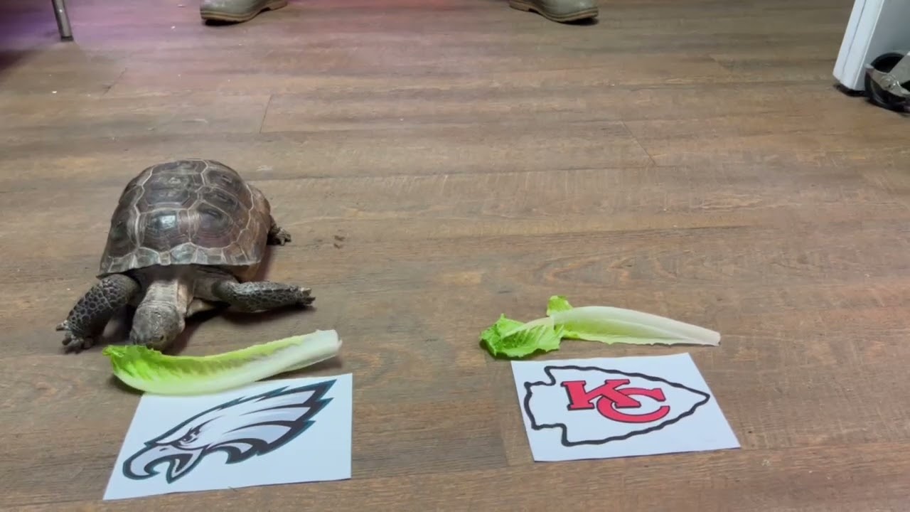 Zoo-per Bowl! Darwin the Gopher Tortoise Makes her Super Bowl Prediction