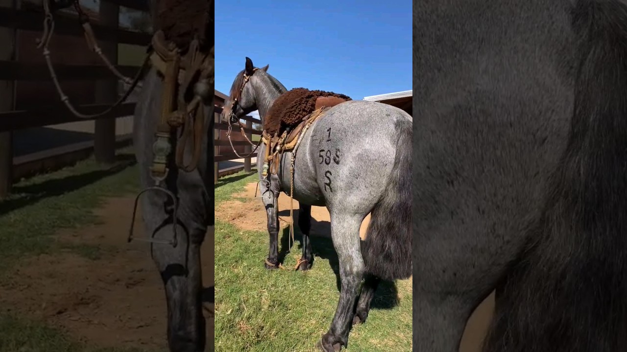 CAVALO CRIOULO 