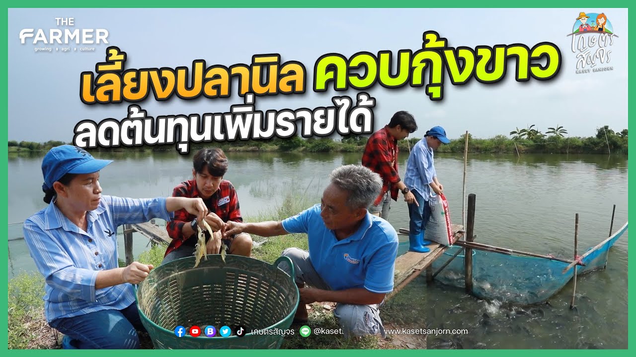 เทคนิค “เลี้ยงปลานิลร่วมกับกุ้งขาว” ลดต้นทุนเพิ่มรายได้ให้เกษตรกร