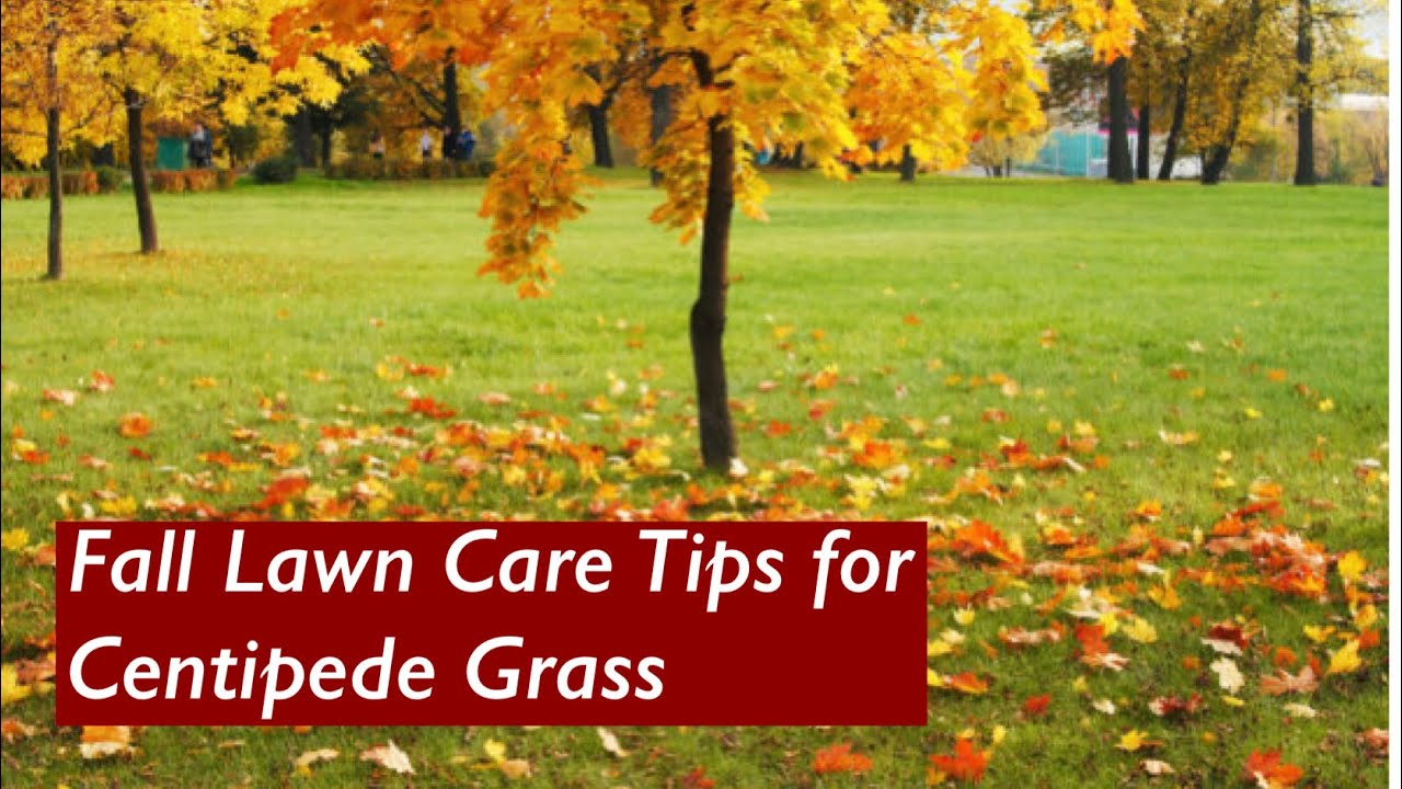 Fall Lawn Care for Centipede Grass | Negative effects of Pre-Emergent | Centipede Lawn Care