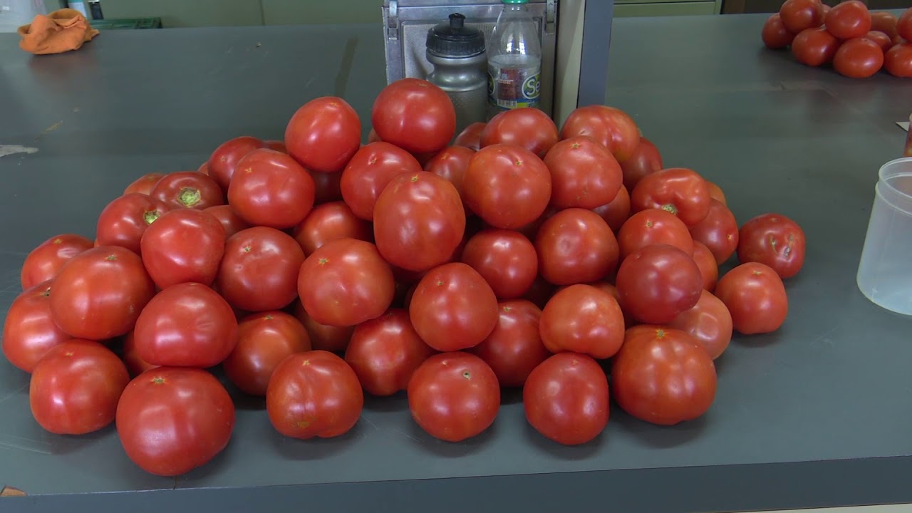Híbridos y  variedades de tomate