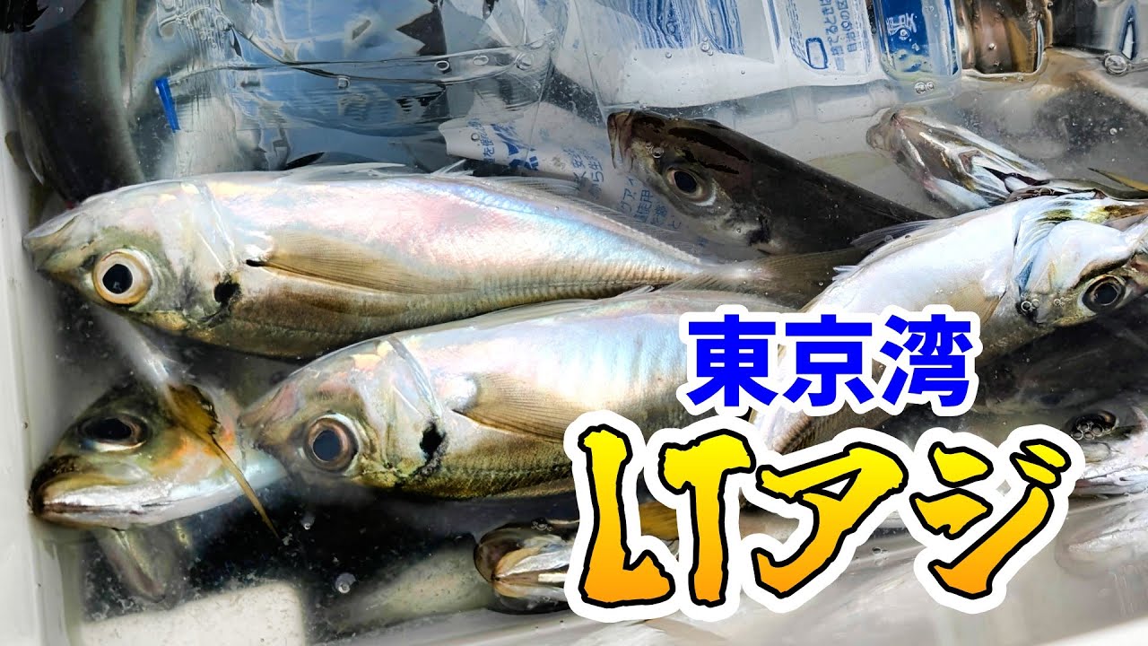【東京湾】1年ぶりにLTアジをしに行った結果…【船釣り】