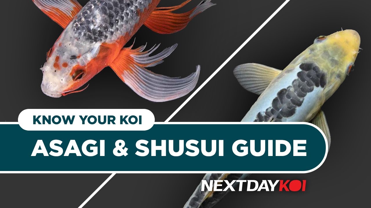 Asagi & Shusui Koi | Know Your Koi Episode 4 | Next Day Koi