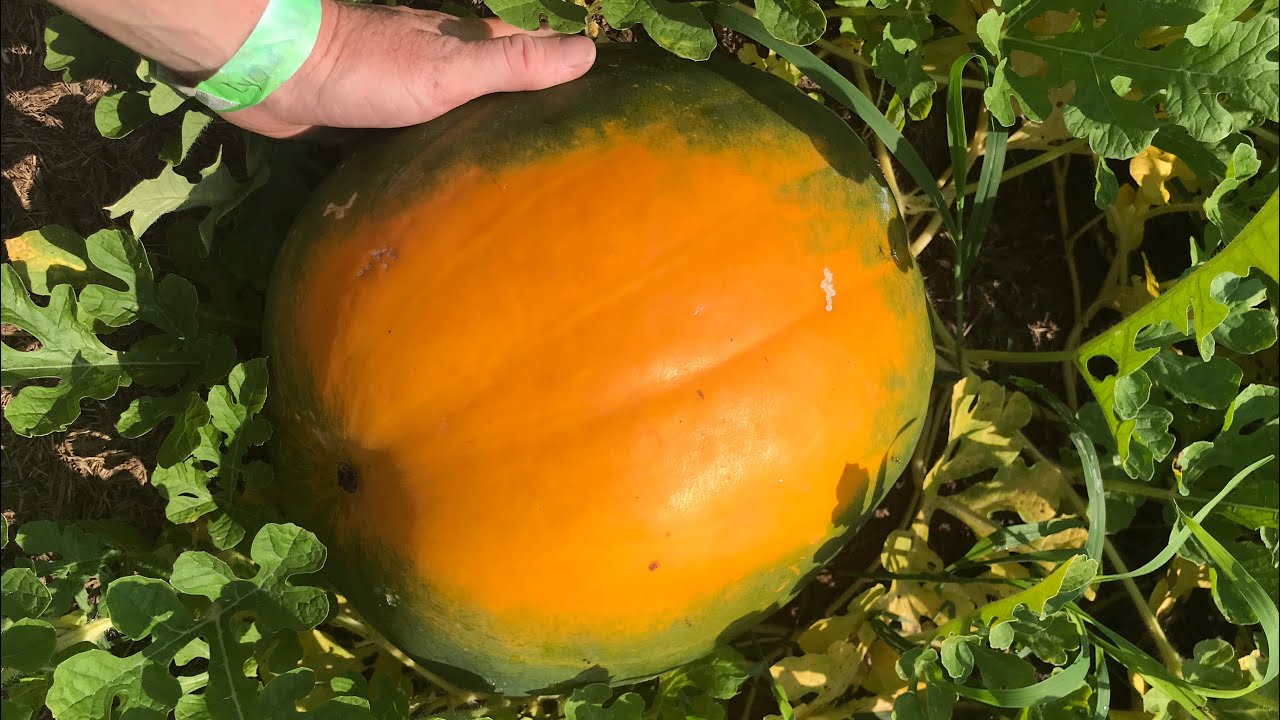 Royal Golden watermelon reveal