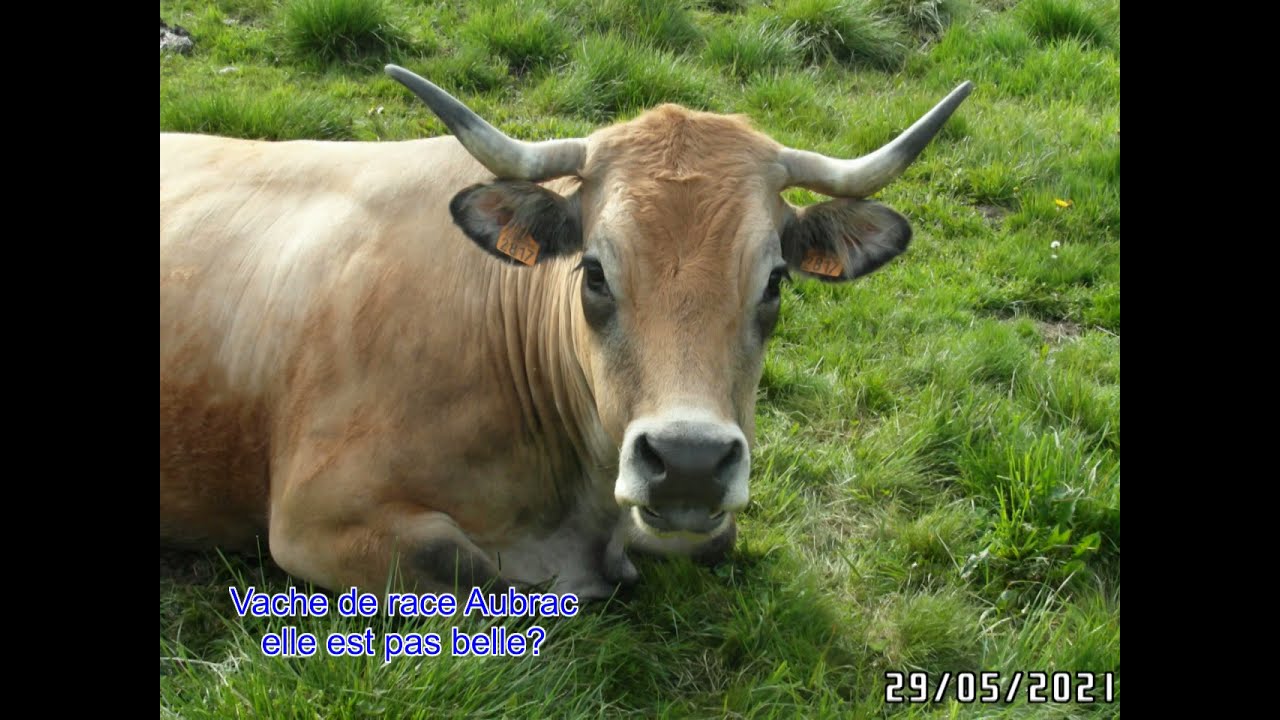 De l'Aubrac à Avignon ou le chemin Urbain V