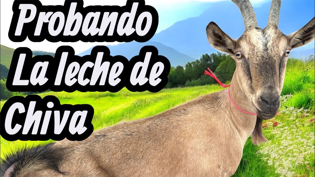 Probando leche de chiva