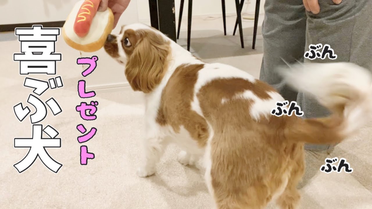 頂き物にシッポぶんぶん丸なキャバリア