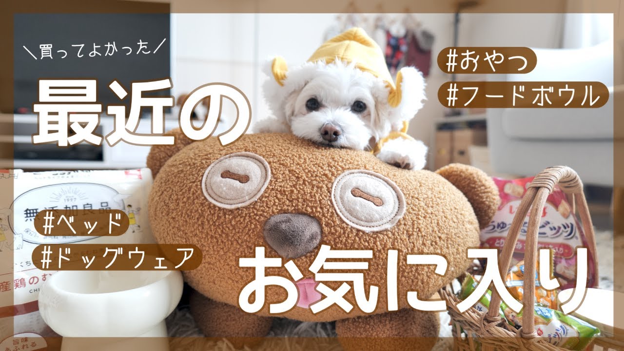 【買ってよかったペット用品🐶】最近のお気に入り6点紹介｜犬服｜ベッド｜フードボウル｜おやつ