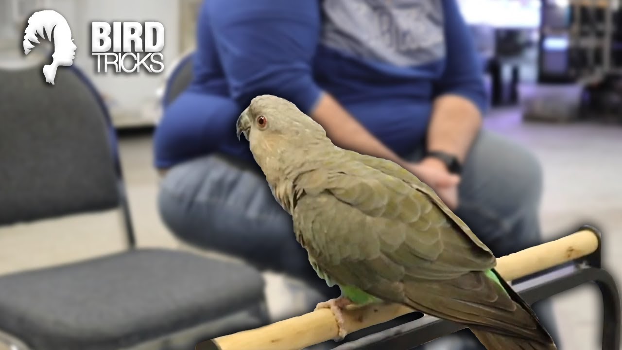 Red Bellied Parrot Stationing | Teach Your Bird to Stay! (Tutorial)