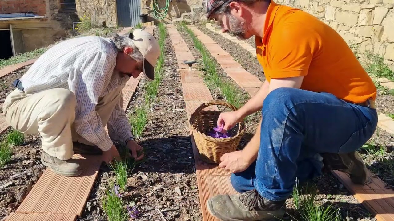 El Azafrán, Cultivo, recolección, extracción manual de los pistilos de la flor.