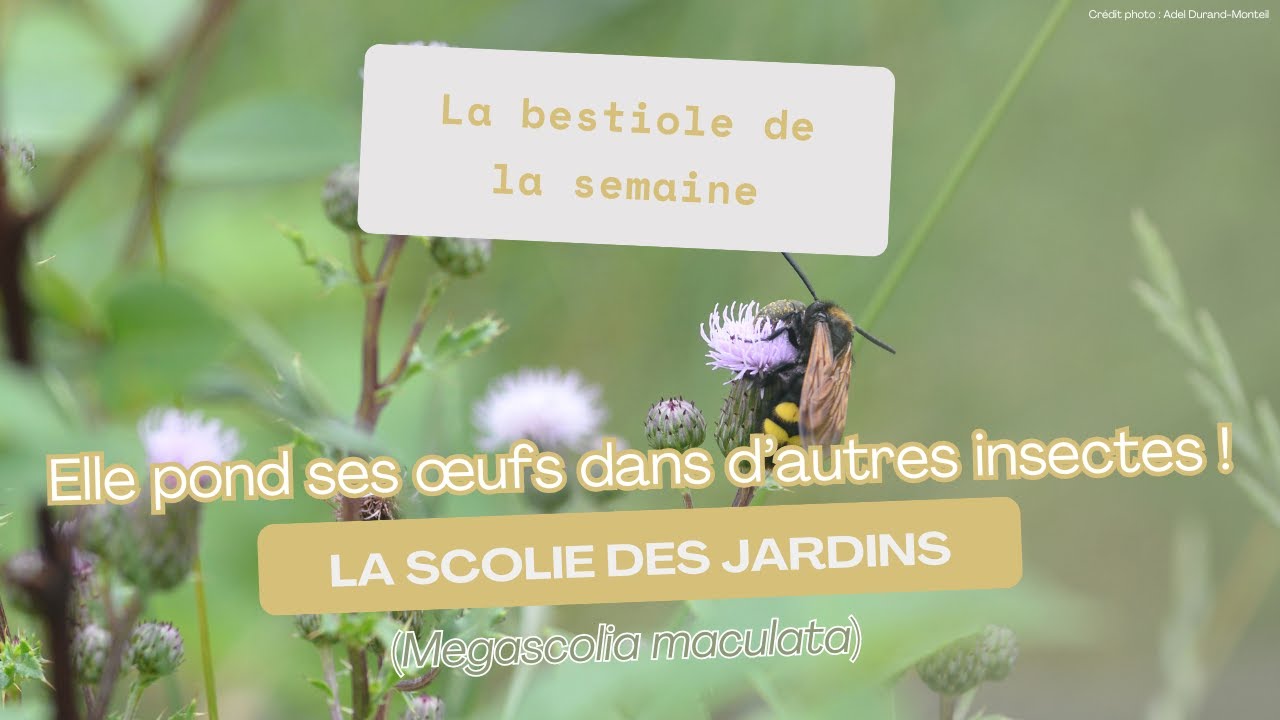 La scolie des jardins, un grand insecte qui pond ses œufs dans d'autres insectes !