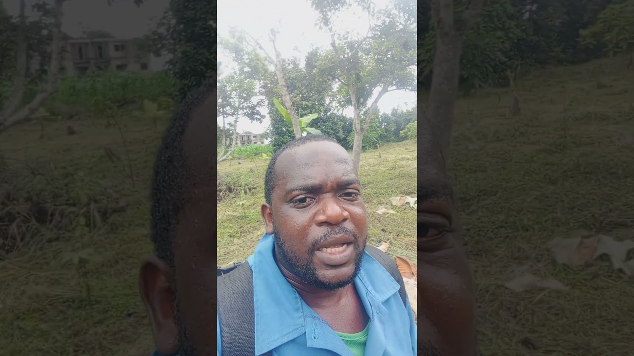Production du bananier plantain en association avec les arbres fruitiers