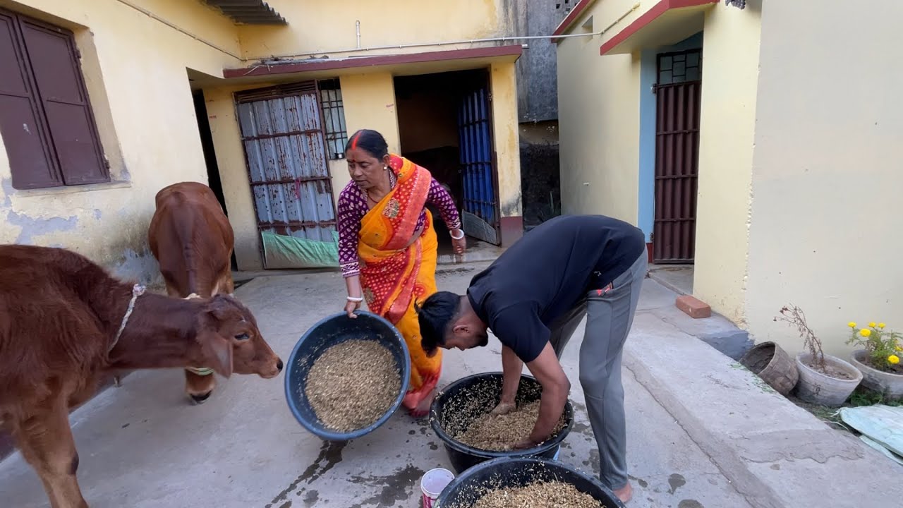गाँव में गाय की सेवा | village lifestyle vlog