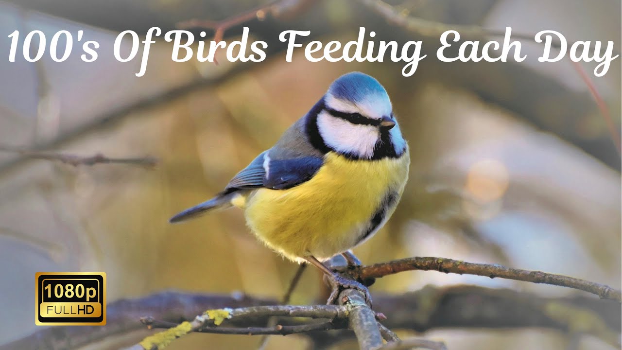 19/2/26:2 100s of Finches, Tits & Robins etc Feeding From UK Countryside Garden 171 (4K Livestream)