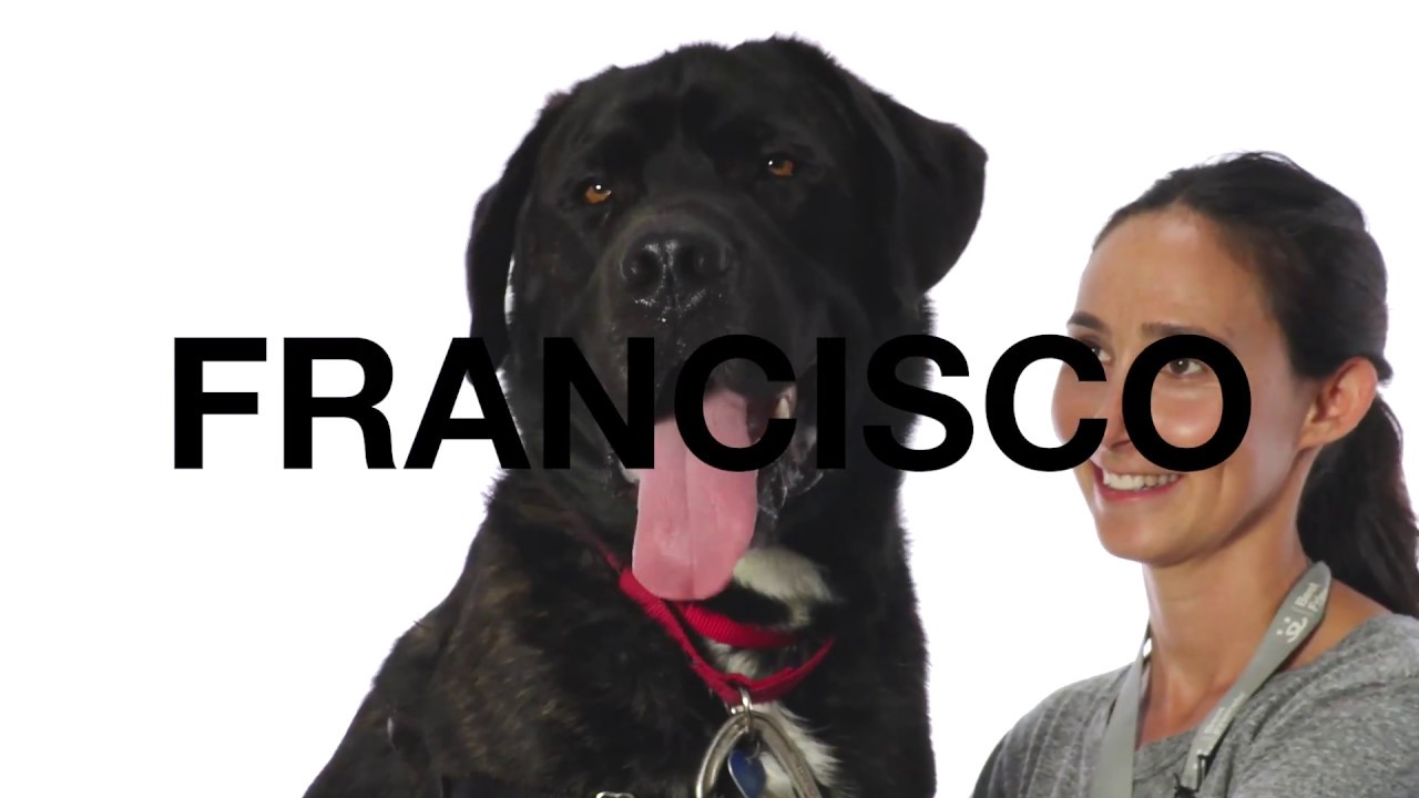 Adopt Francisco at NKLA