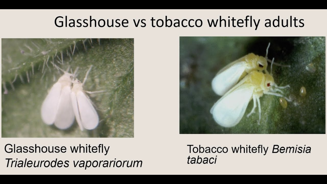 IPM Solutions for Whitefly