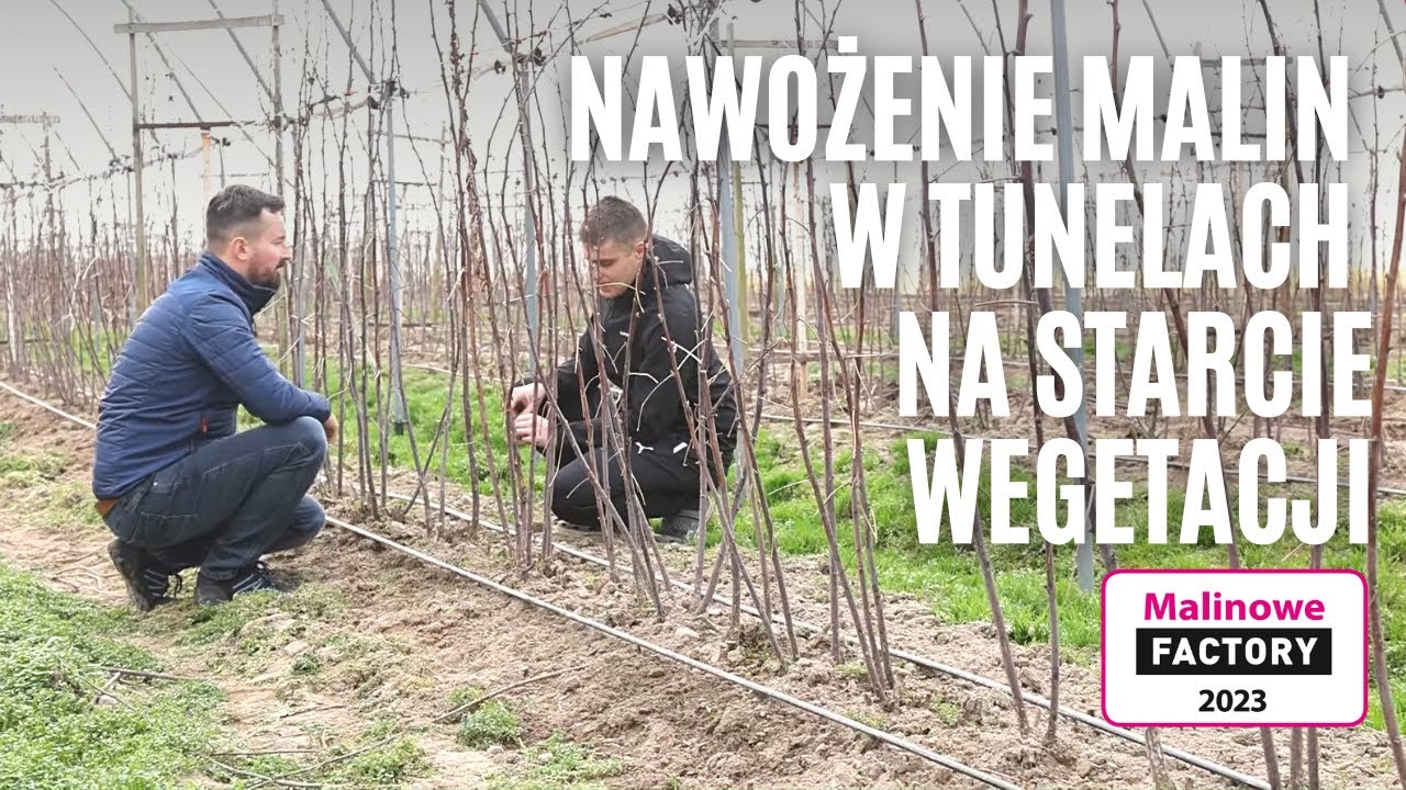 Nawożenie malin w tunelach na starcie wegetacji - Malinowe Factory 2023 - Roguszyn