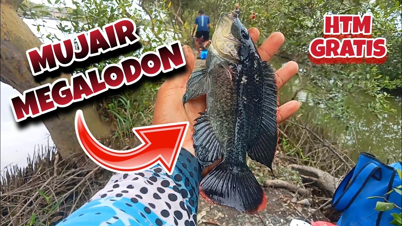 MANCING GRATISAN..‼️ Mancing Ikan Mujair Megalodon Pakai Umpan Cacing