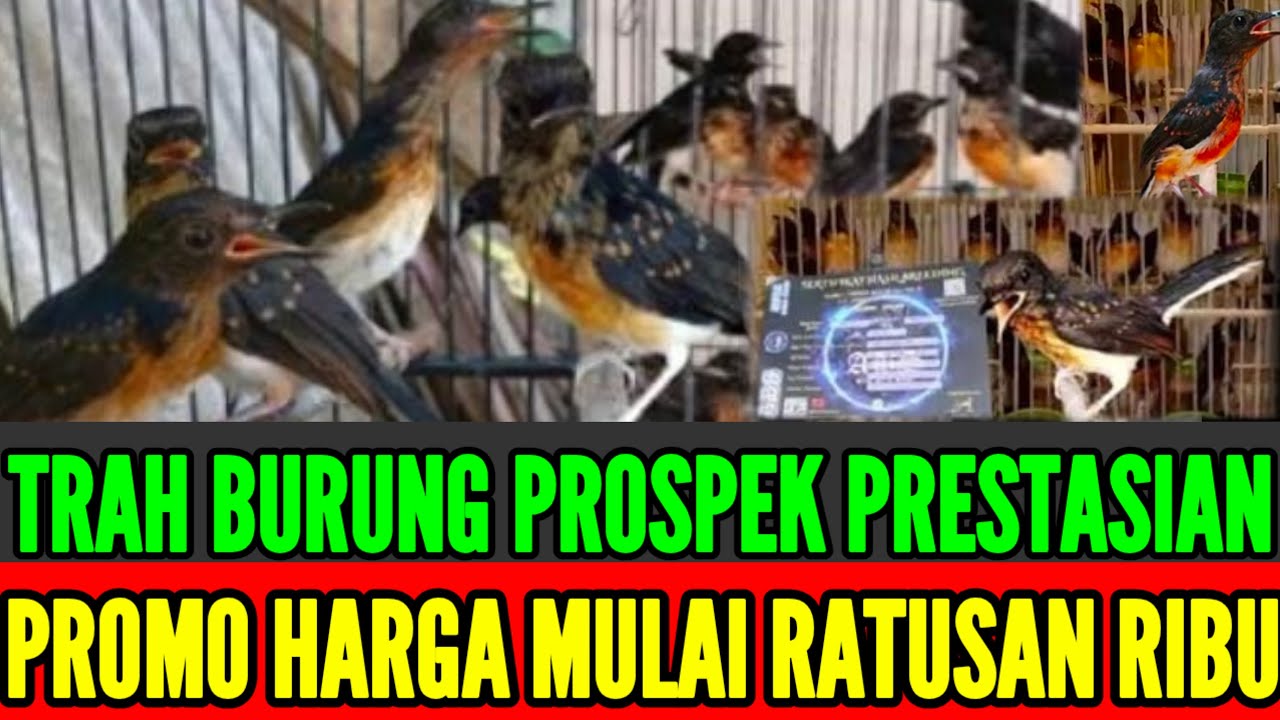🔴 REKOMENDASI !! PASTI SUKA REAL TRAH PRESTASI MASIH DIJALUR PROMO 0838-7553-6945