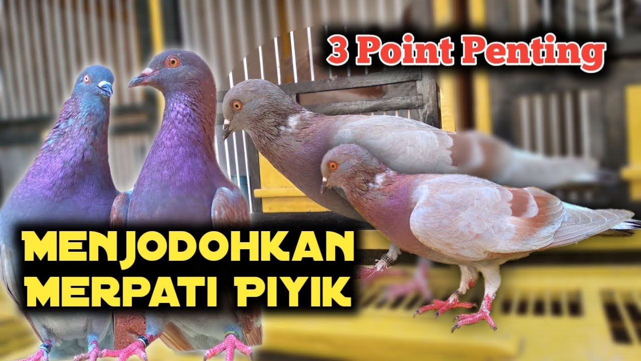 Cara Menjodohkan Merpati Piyik Yang Benar