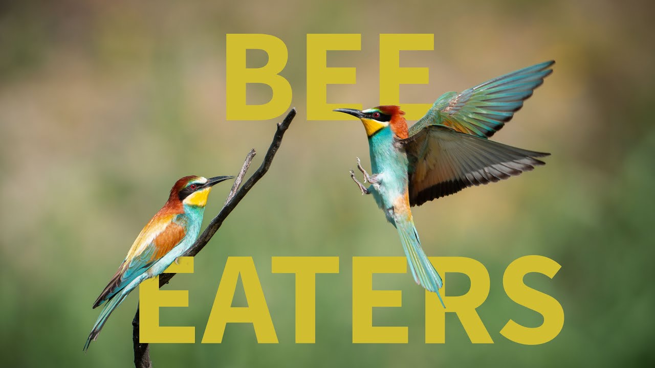 Bee eaters - Switzerland - Sony FX6
