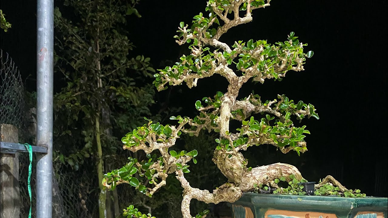 20/1 Gl ae ít mã cây bao ship toàn quốc #0852139168 #bonsai #emcobanglongvequemecunganh 