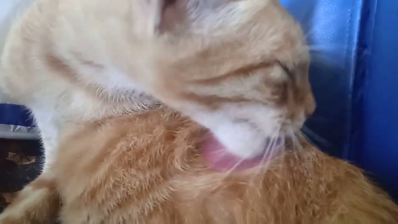 Orange Cat 3
