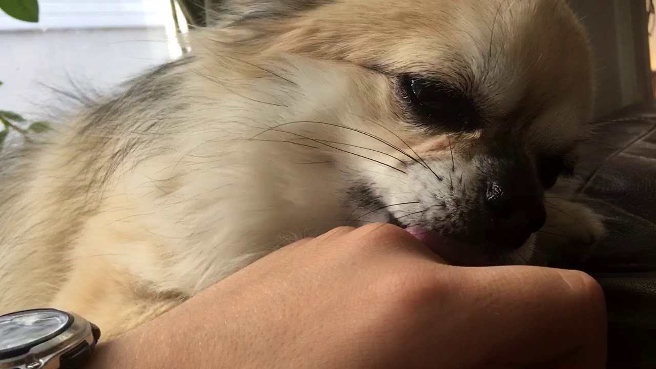 Dog Licks my hand