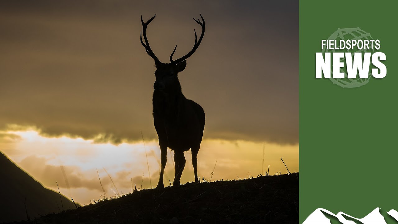 John Muir Trust shoots &pound;100,000-worth of deer out of season