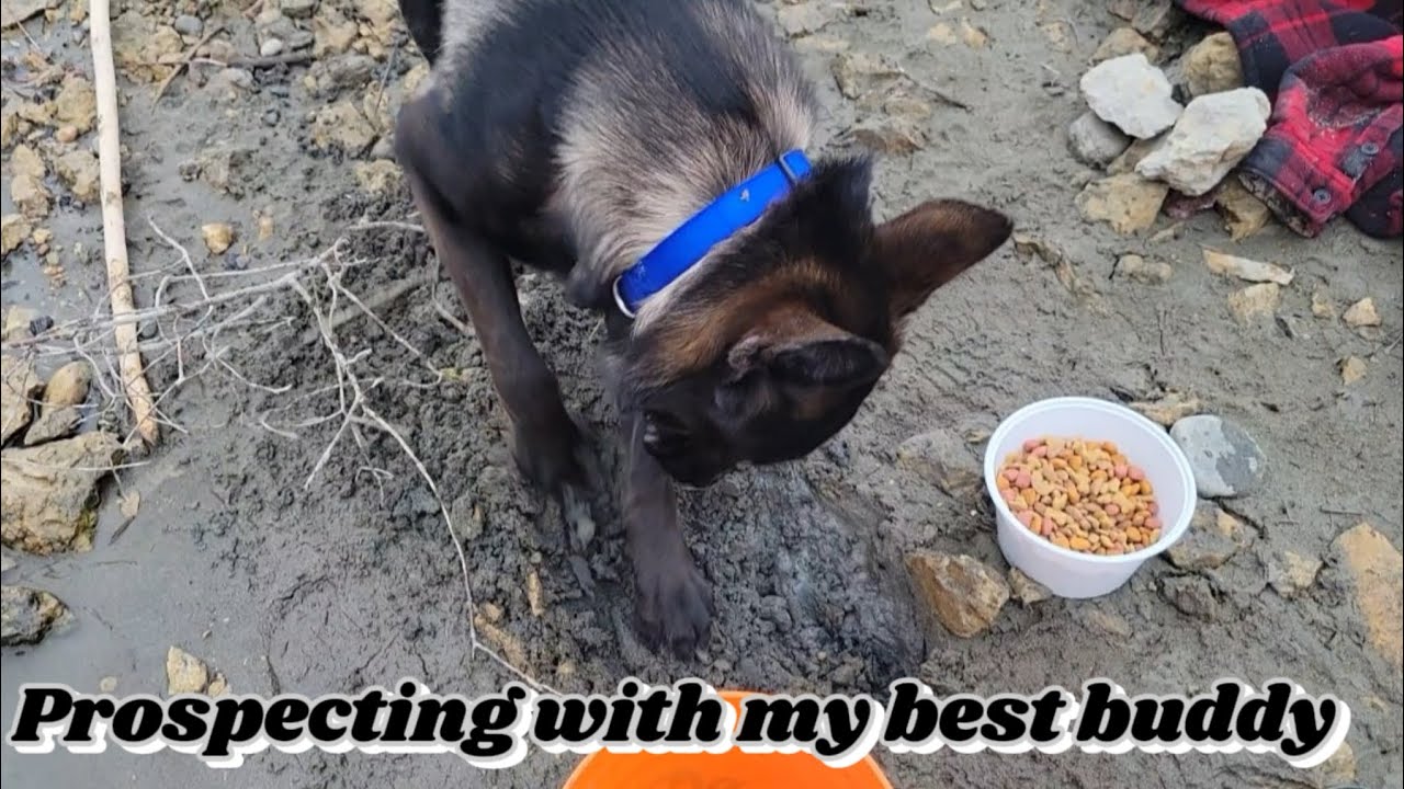 Great Kootenay River Pickers and Golden Paws#goldpanning #prospectingforgold