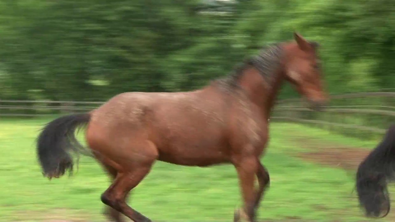 Benoît Constantin, un entraîneur de chevaux de courses aux multiples facettes