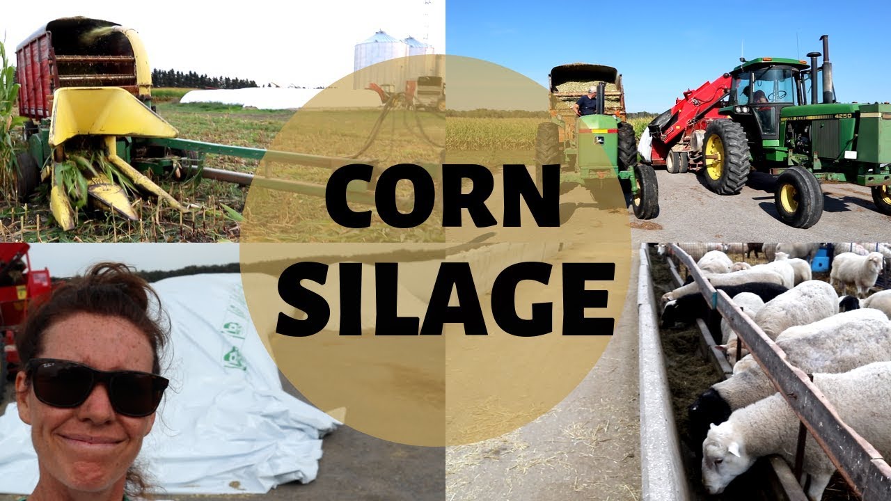 HOW ITS MADE! |  Harvesting and Storing Corn Silage for Sheep Feed 2019: Vlog 166