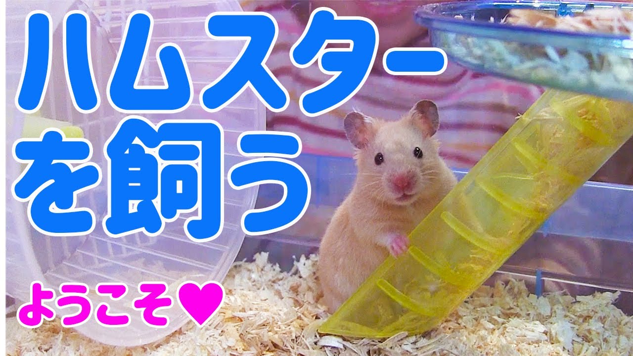 小2が初めて飼うハムスター選び！キンクマハムスターに決定！情報は全てYoutubeで調べていた