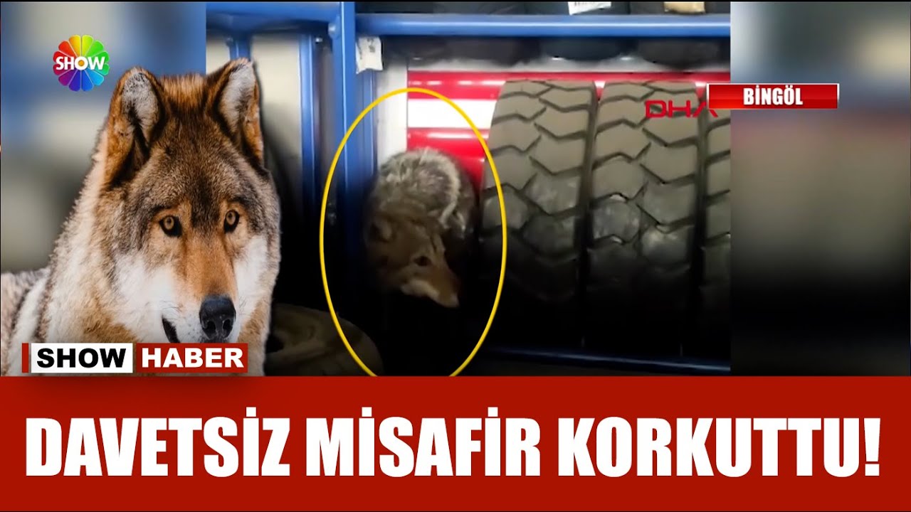 İş yerine giren kurt paniğe yol açtı