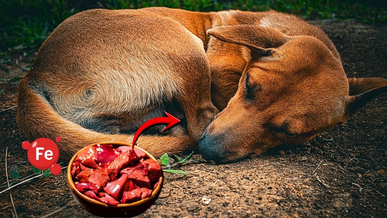 UM SUPER ALIMENTO PARA CARNÍVOROS - CÃES CACHORROS CANÍDEOS - FÍGADO