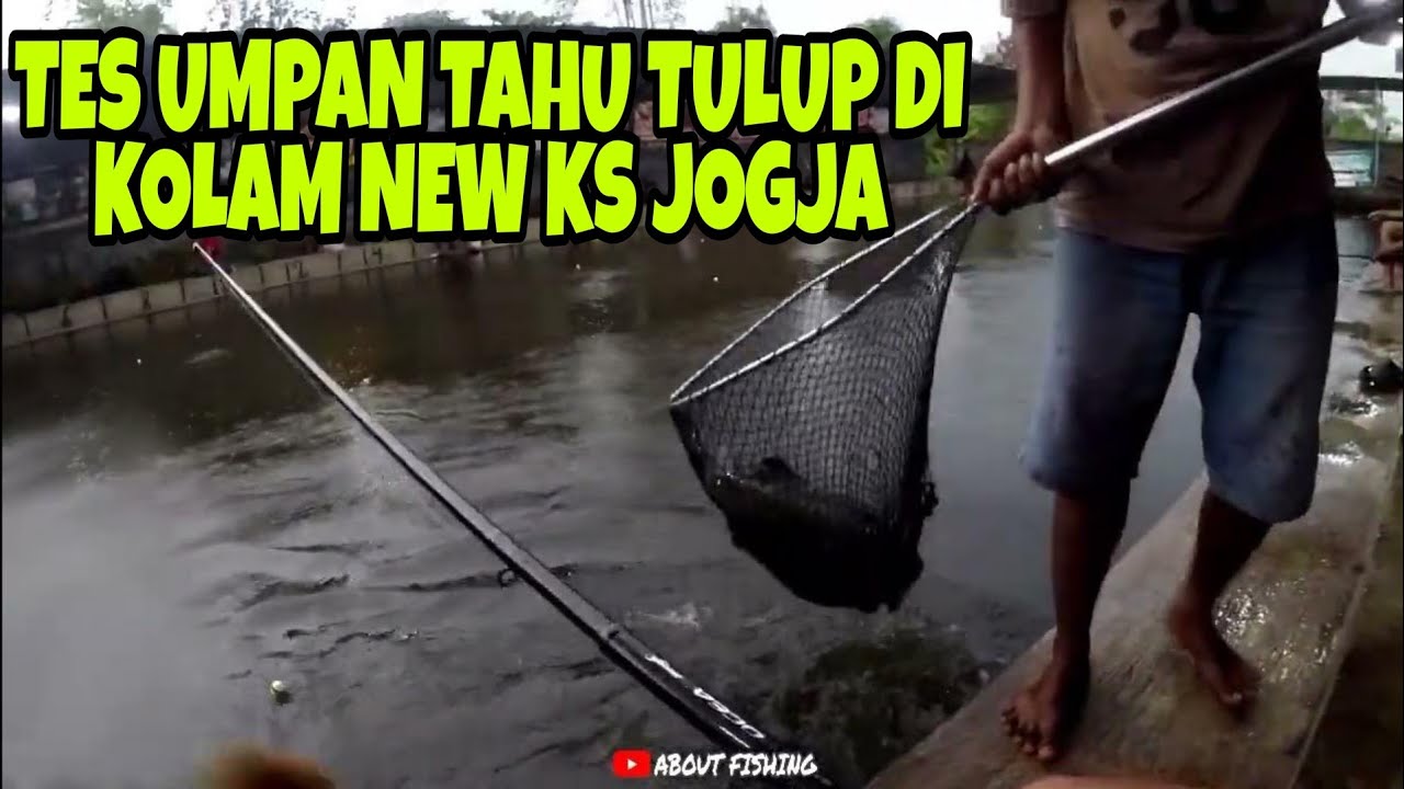 TES UMPAN TAHU TULUP DI KOLAM NEW KS JOGJA