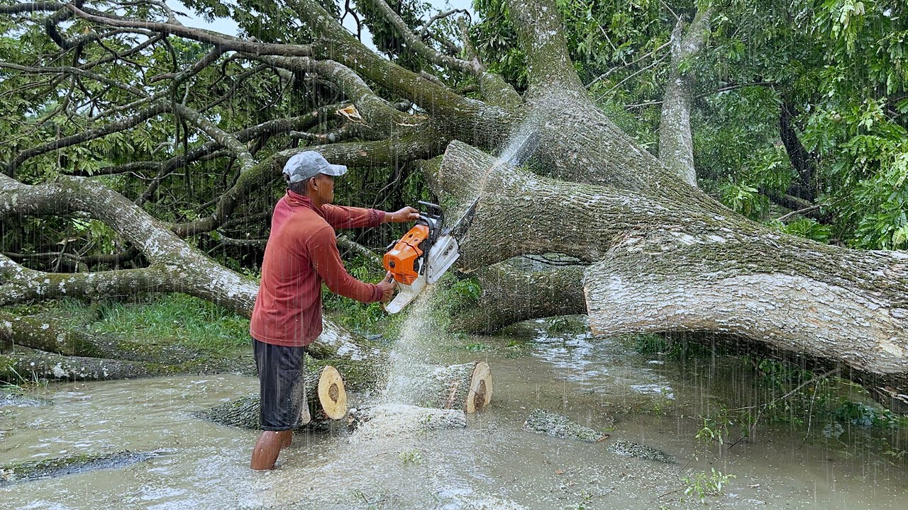 Once Started It's Done… Cut down 5 trees in the middle of heavy rain‼️
