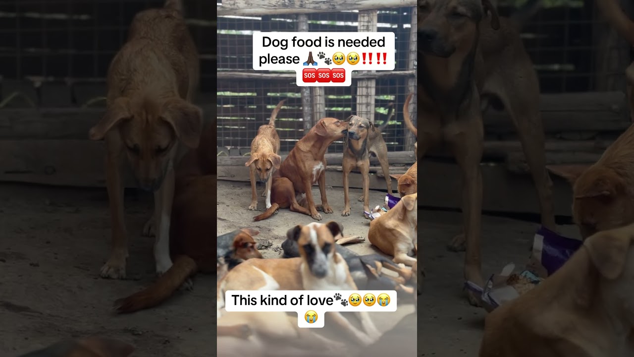 #hungeraction #rescuedog #rescueefforts #fighthunger #wildliferescue #animalrescue #rescue